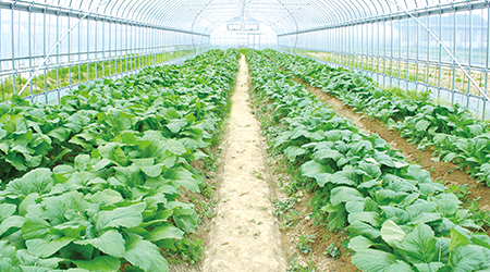 With the power of natural fertilizer and charcoal, crops can grow up to delicious vegetables.